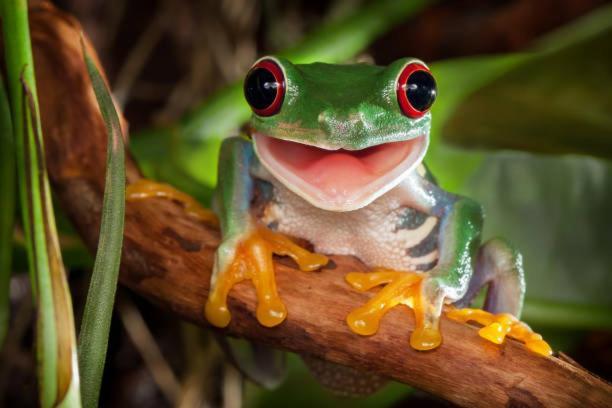 The Singing Frogs Apartment Coffs Harbour
